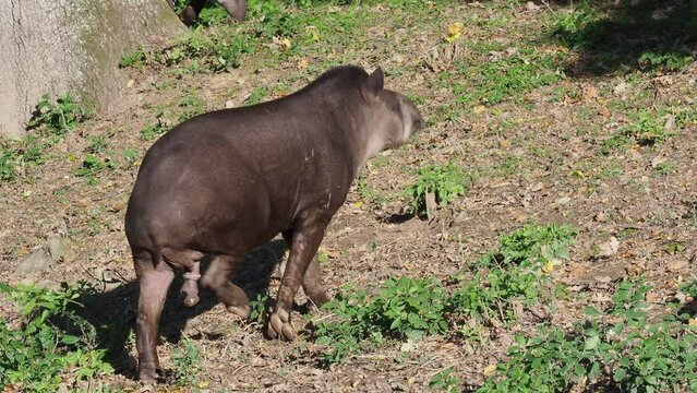 View of a south american tapir (Tapirus terrestris)