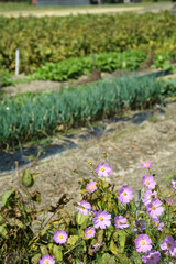 畑の隅に咲いたコスモス　10月中旬