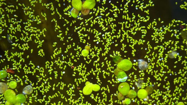 Spotless watermeal, rootless duckweed (Wolffia arrhiza) and duckweed (Lemna turionifera) in a stagnant freshwater pond