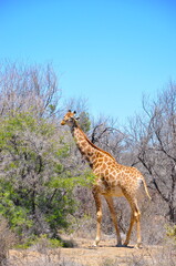 Grazing giraffe