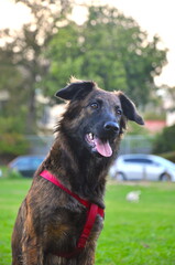 Happy dog at the park