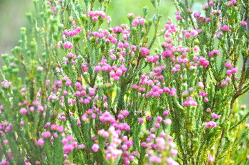 Pink flowers