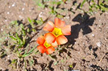 Closeup of small orange flowers