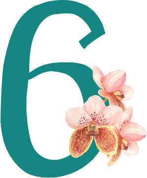 Custom hand drawn vanda orchids alphabet number 6
