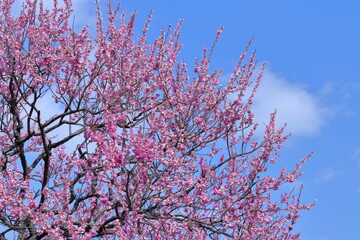 寒さに耐え気品よく咲く