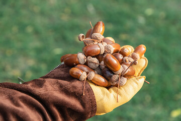 A handful of large acorns in a hand in a yellow leather glove