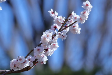 寒さに耐え気品よく咲く