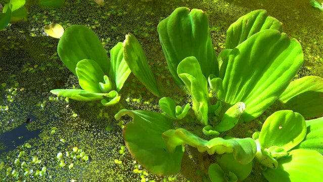 Pistia stratiotes swims among aquatic plants rootless duckweed (Wolffia arrhiza) and duckweed (Lemna turionifera), pond