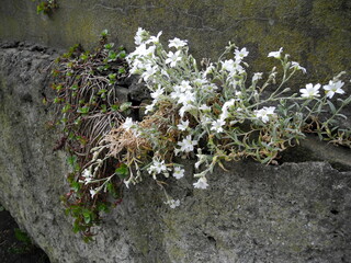 Filz-Hornkraut an der Wand