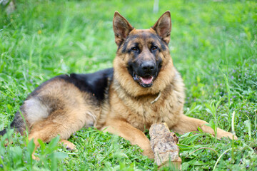 Beautiful German Shepherd dog is playing in the grass with flowers. German Shepherd puppy frolics in the grass, playing with flowers