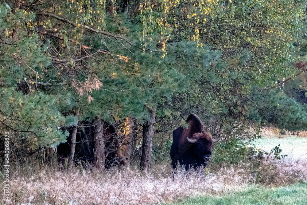 Sticker european wood bison (bison bonasus), also known as the wisent, zubr or european buffalo in bialowiez