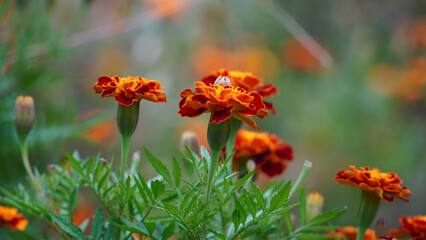 marigold, flower, nature, orange, flowers, yellow, blossom, beauty, beautiful, color