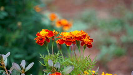marigold, flower, nature, orange, flowers, yellow, blossom, beauty, beautiful, color