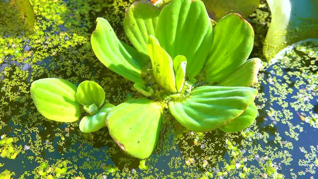 Pistia stratiotes swims among aquatic plants rootless duckweed (Wolffia arrhiza) and duckweed (Lemna turionifera), pond