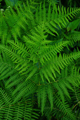 Fototapeta na wymiar Green background of fern leaves viewed from the top 