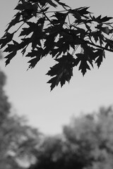 Leafy maple tree leaves in a black and white monochrome.