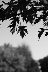 Leafy maple tree leaves in a black and white monochrome.
