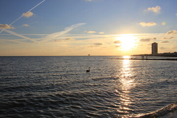 schwan auf der Nordsee