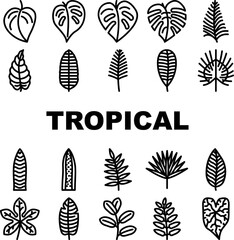 leaf tropical plant palm jungle icons set vector. summer exotic, green foliage, nature forest, botanical tree, floral garden, spring leaf tropical plant palm jungle black contour illustrations