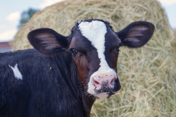 portrait of cute little calf  against  hay. nursery on a farm © anakondasp