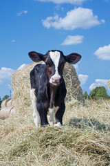 cute little calf  standing in hay. nursery on a farm
