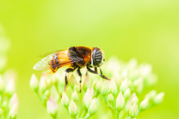 Syrphid flies on a leaf