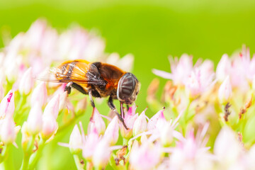 Syrphid flies on a leaf