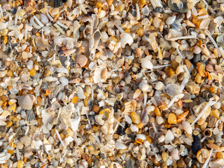 sea shell texture background top view and center focus concept. Assortment of seashells on the beach. dead seashell at beach with selective focus.