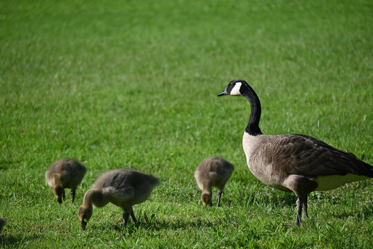 A family of goslings feed on a grassy green lawn as their parent looks on.
