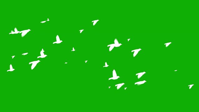 Flying Birds Motion Graphics With Green Screen Background