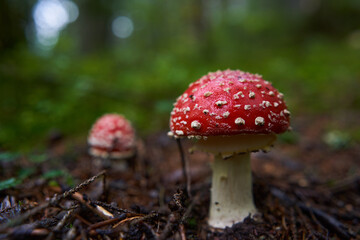 Fly agaric mushroom