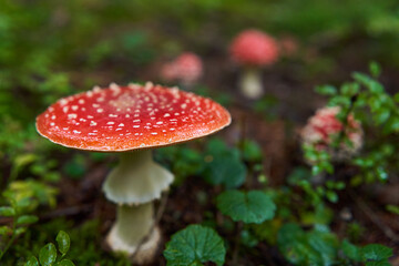 Fly agaric mushroom