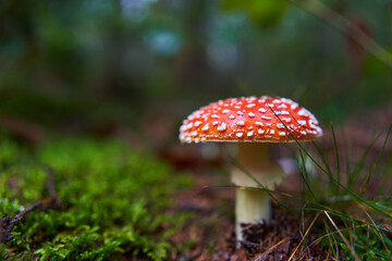 Fly agaric mushroom