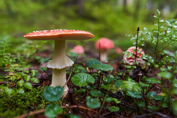 Fly agaric mushroom