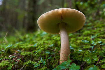 Parasite mushrooms closeup