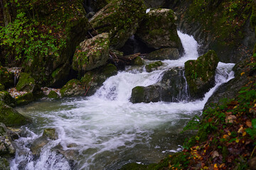 River rapids in the forest