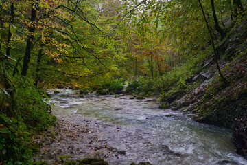 River rapids in the forest