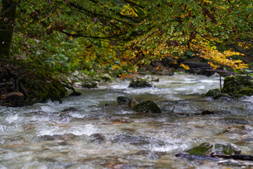 River rapids in the forest