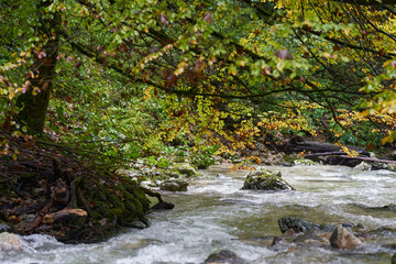 River rapids in the forest
