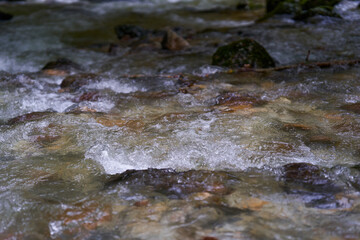 River rapids in the forest
