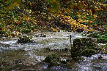 River rapids in the forest