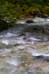 River rapids in the forest