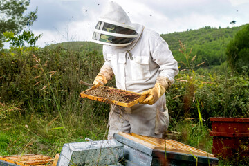 Beekeeper checks hive honeycomb