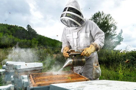 Beekeeper throws smoke over the hive