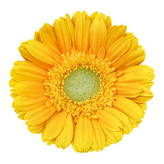 Yellow gerbera flower isolated on transparent background - obrazy, fototapety, plakaty