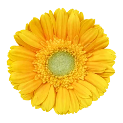 Foto op Plexiglas Yellow gerbera flower isolated on transparent background © floralpro