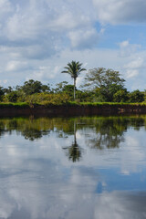 A palm tree and its reflection on the Guaporé-Itenez river, near the town of Cabixi, Rondonia state, Brazil, on the border with the Santa Cruz Department, Bolivia