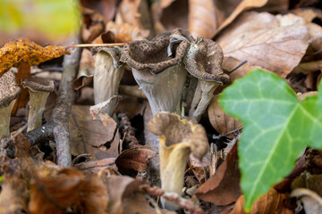 Craterellus cornucopioides, or horn of plenty