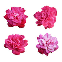 Pink rose flowers isolated on transparent background