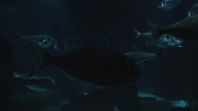 The biggest sea water aquarium in Europe in Barcelona, Spain. High quality 4k footage